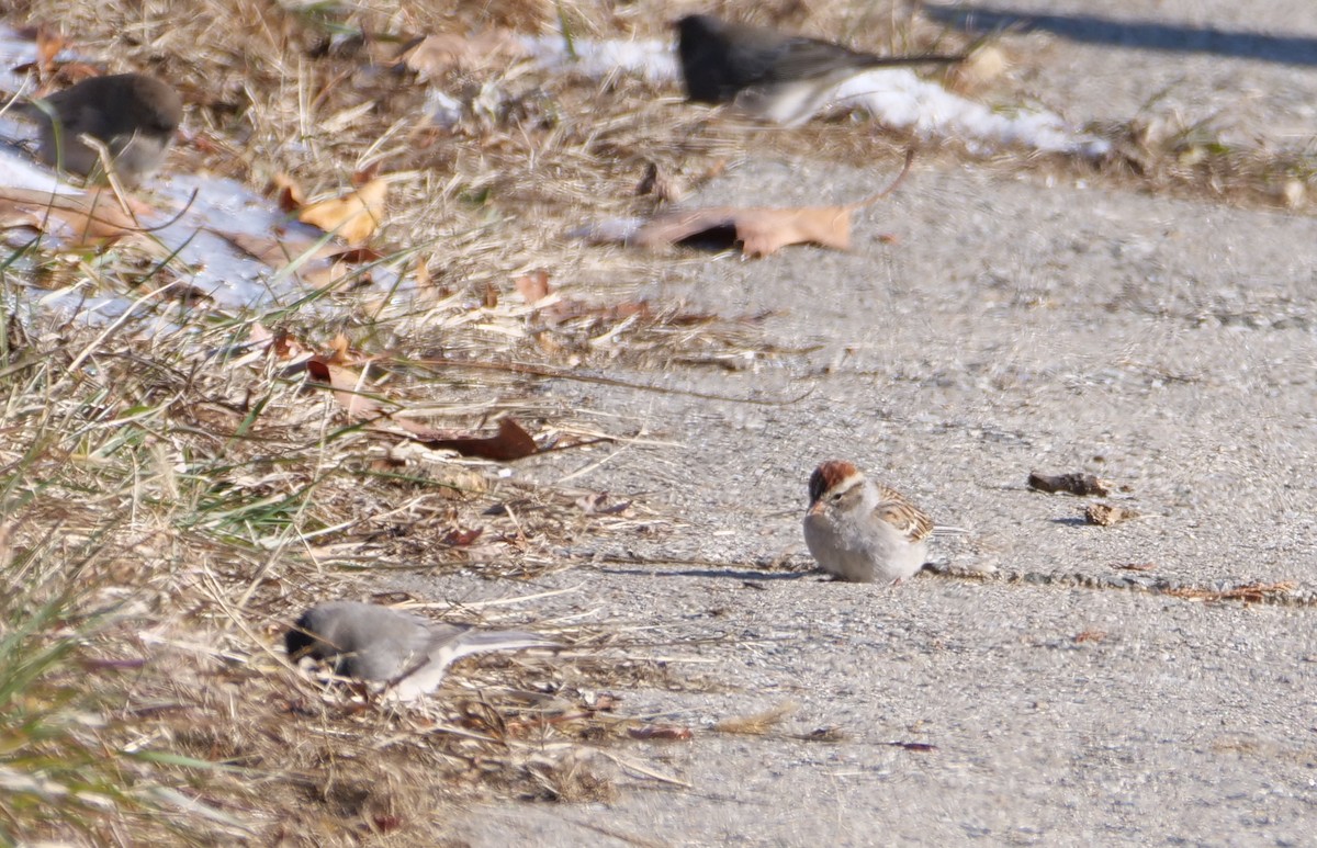 Chipping Sparrow - ML627877946