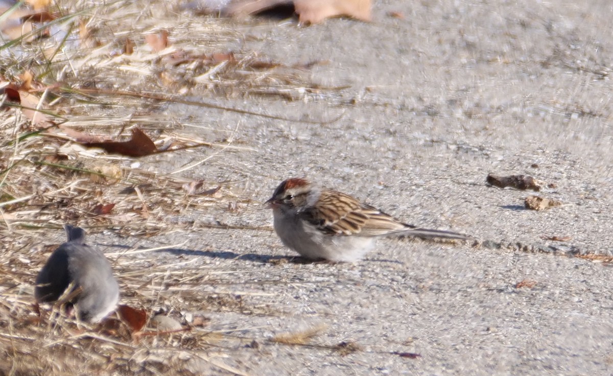 Chipping Sparrow - ML627877947