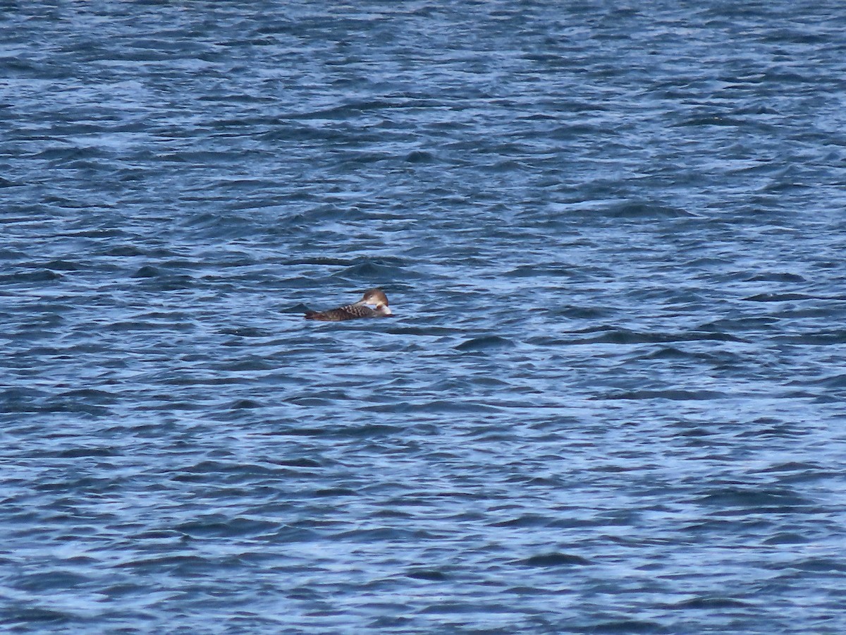 Common Loon - ML627877959