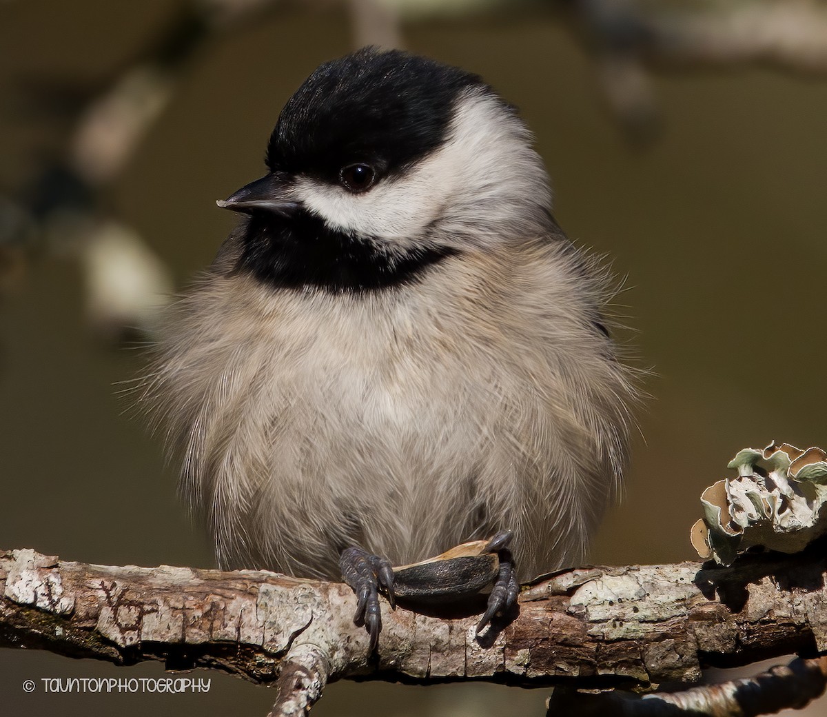 Carolina Chickadee - ML627877961