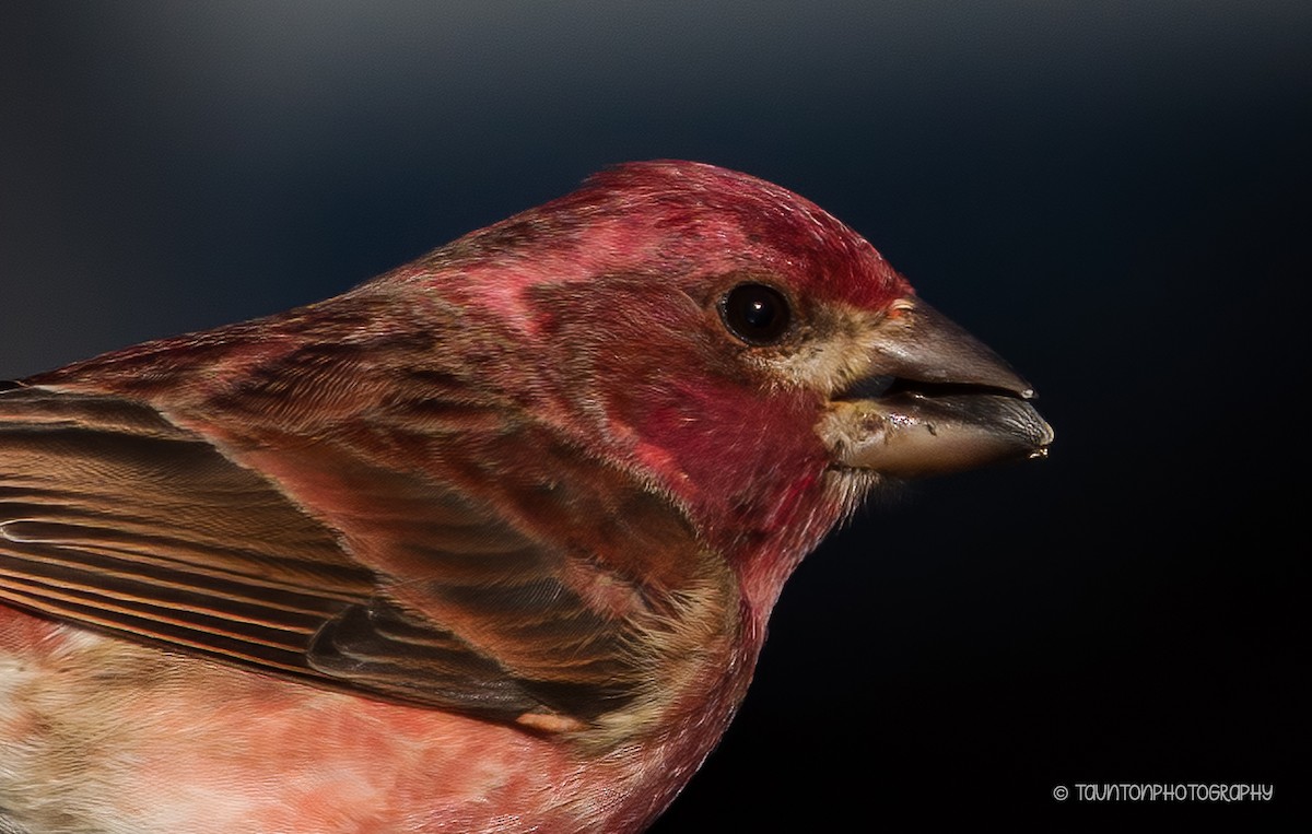 Purple Finch - ML627877992