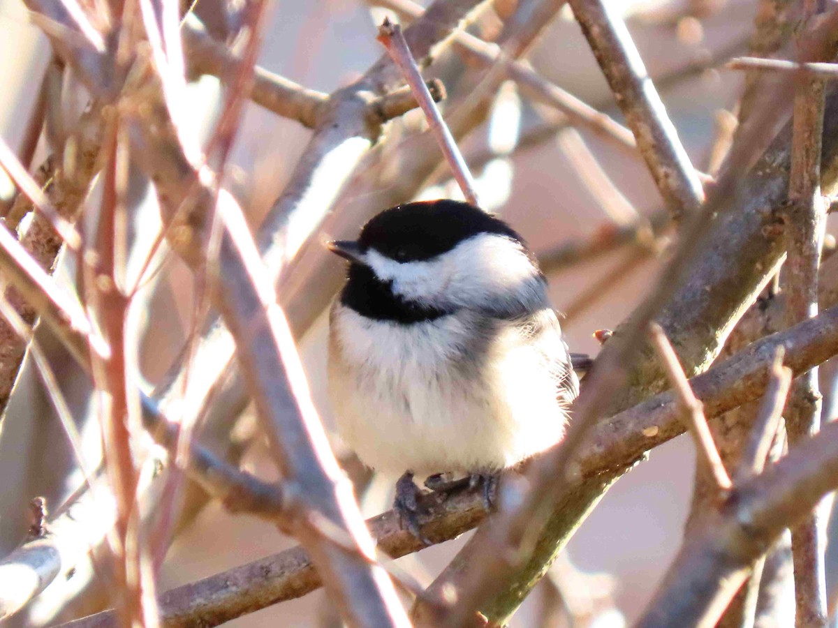 Carolina Chickadee - ML627878033