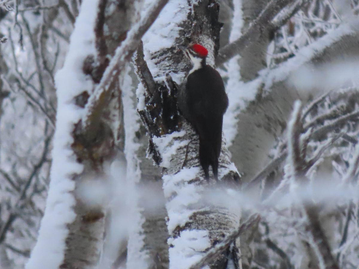 Pileated Woodpecker - ML627878077