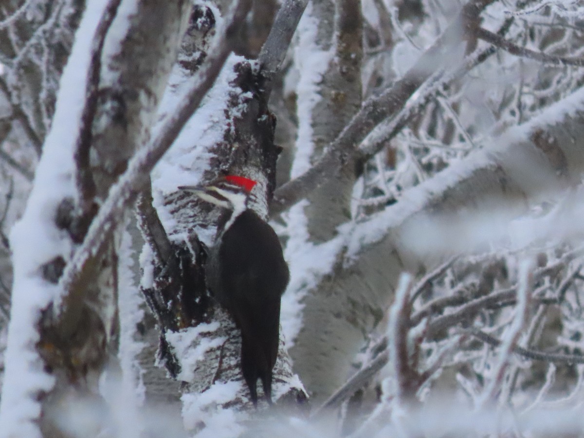 Pileated Woodpecker - ML627878086