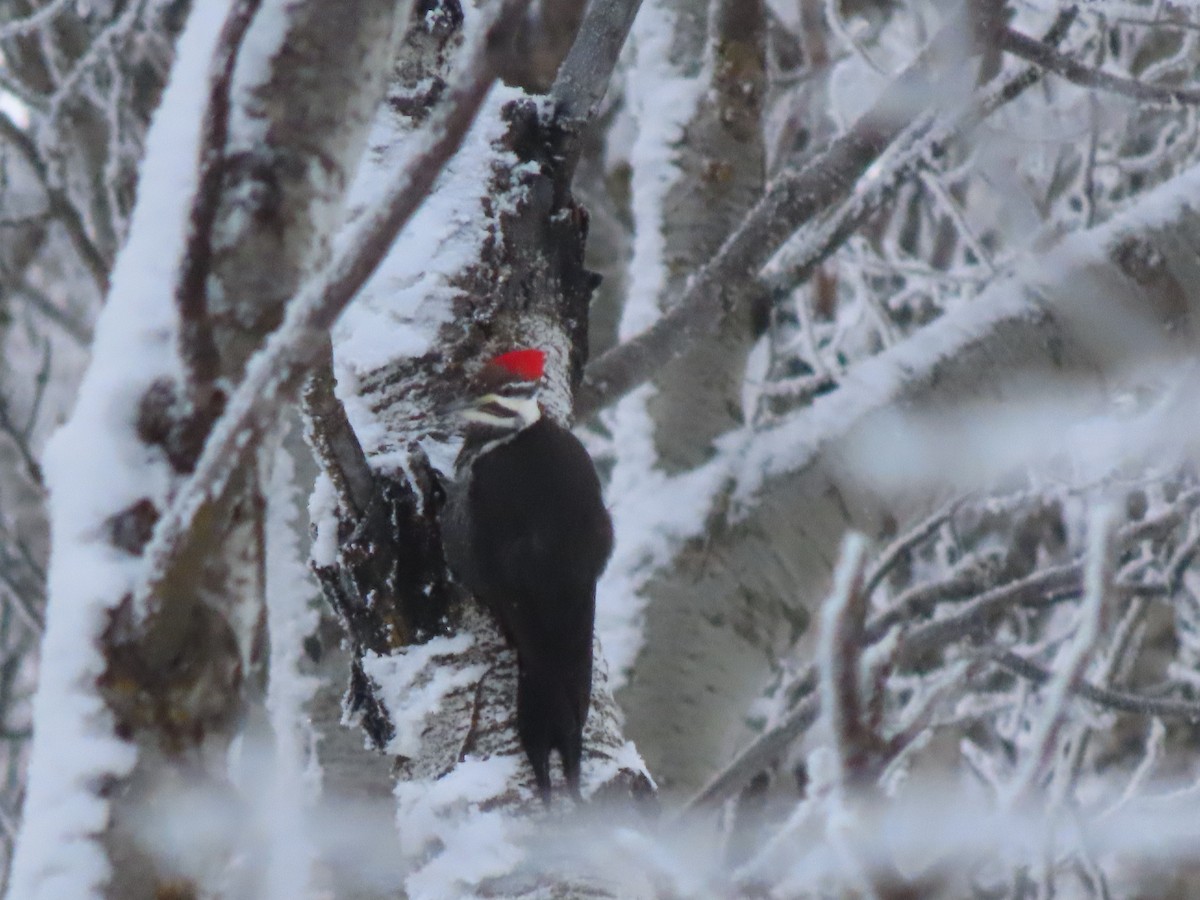 Pileated Woodpecker - ML627878090