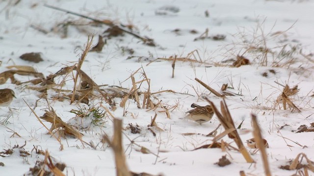 Lapland Longspur - ML627878180