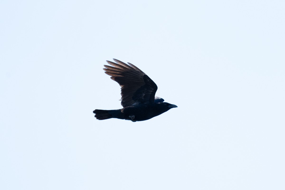 American Crow - ML627878225