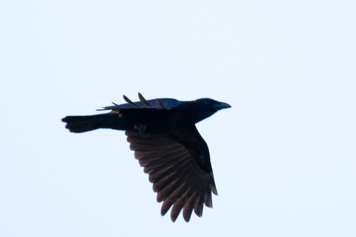 American Crow - ML627878226