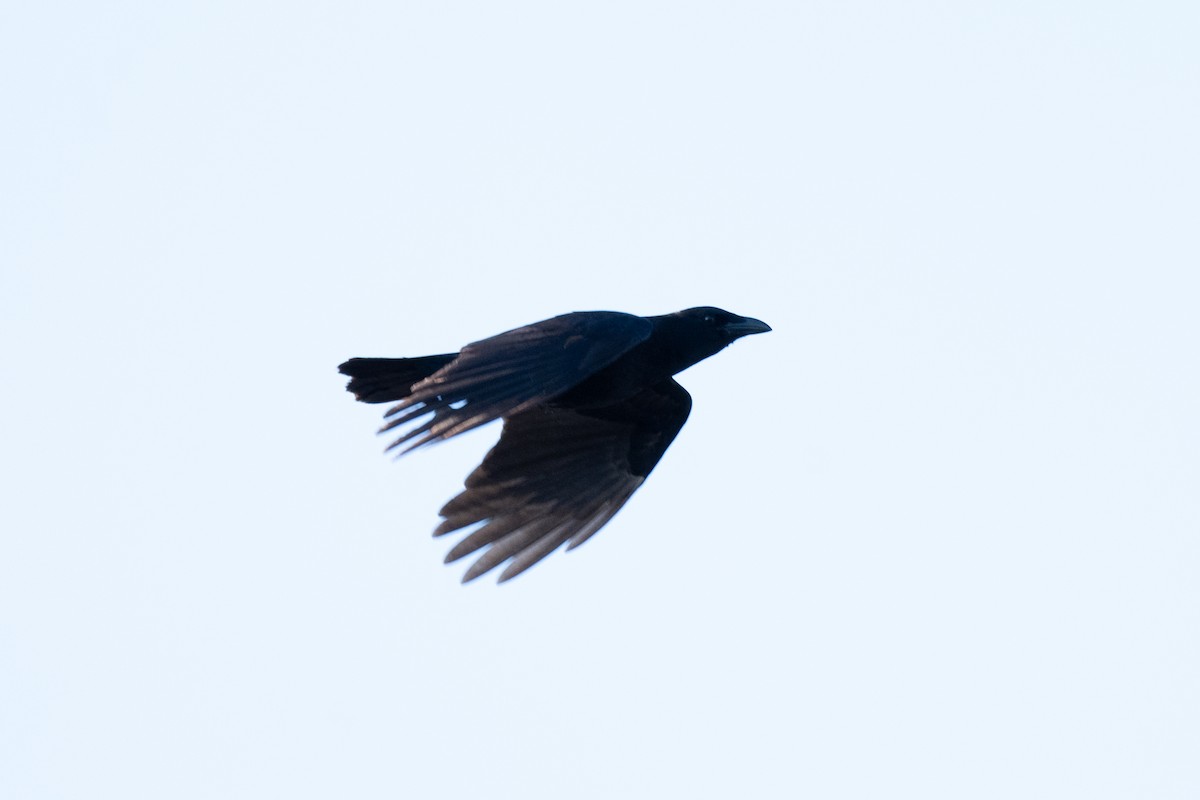 American Crow - ML627878228