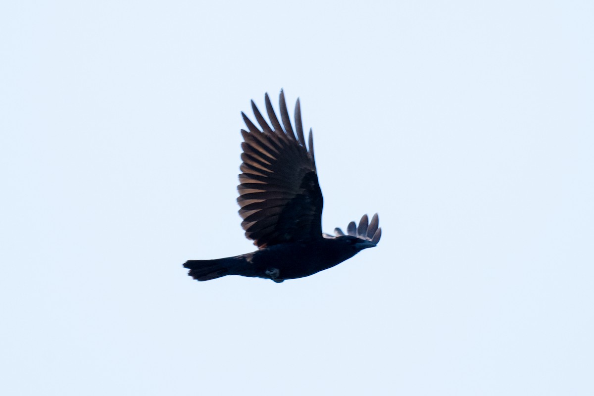 American Crow - ML627878229