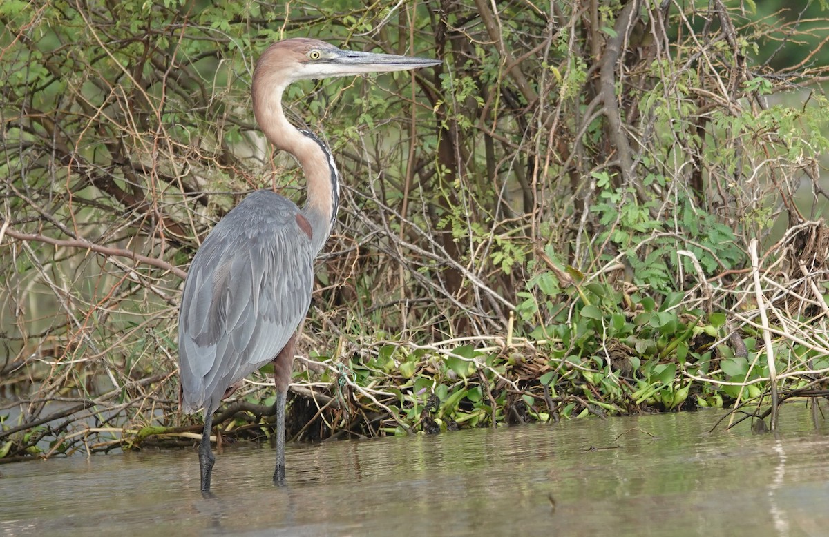 Goliath Heron - ML627878230