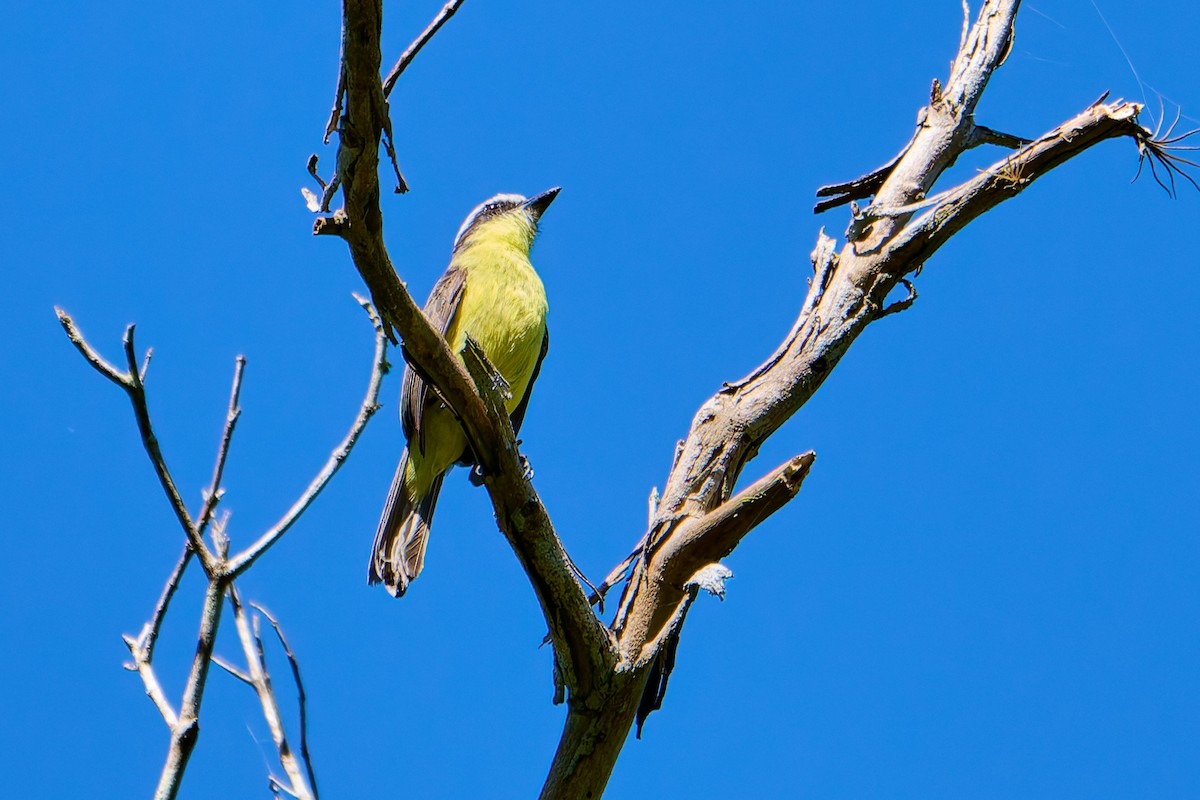 Three-striped Flycatcher - ML627878260