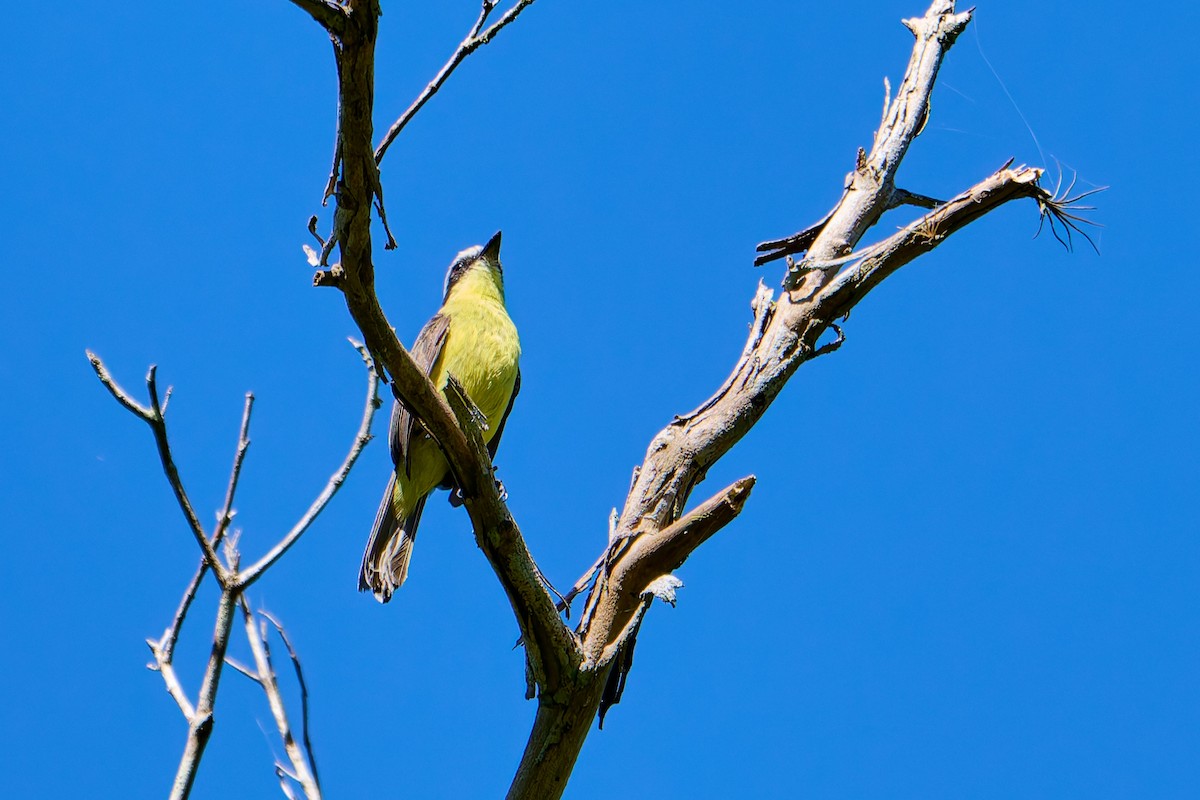 Three-striped Flycatcher - ML627878262