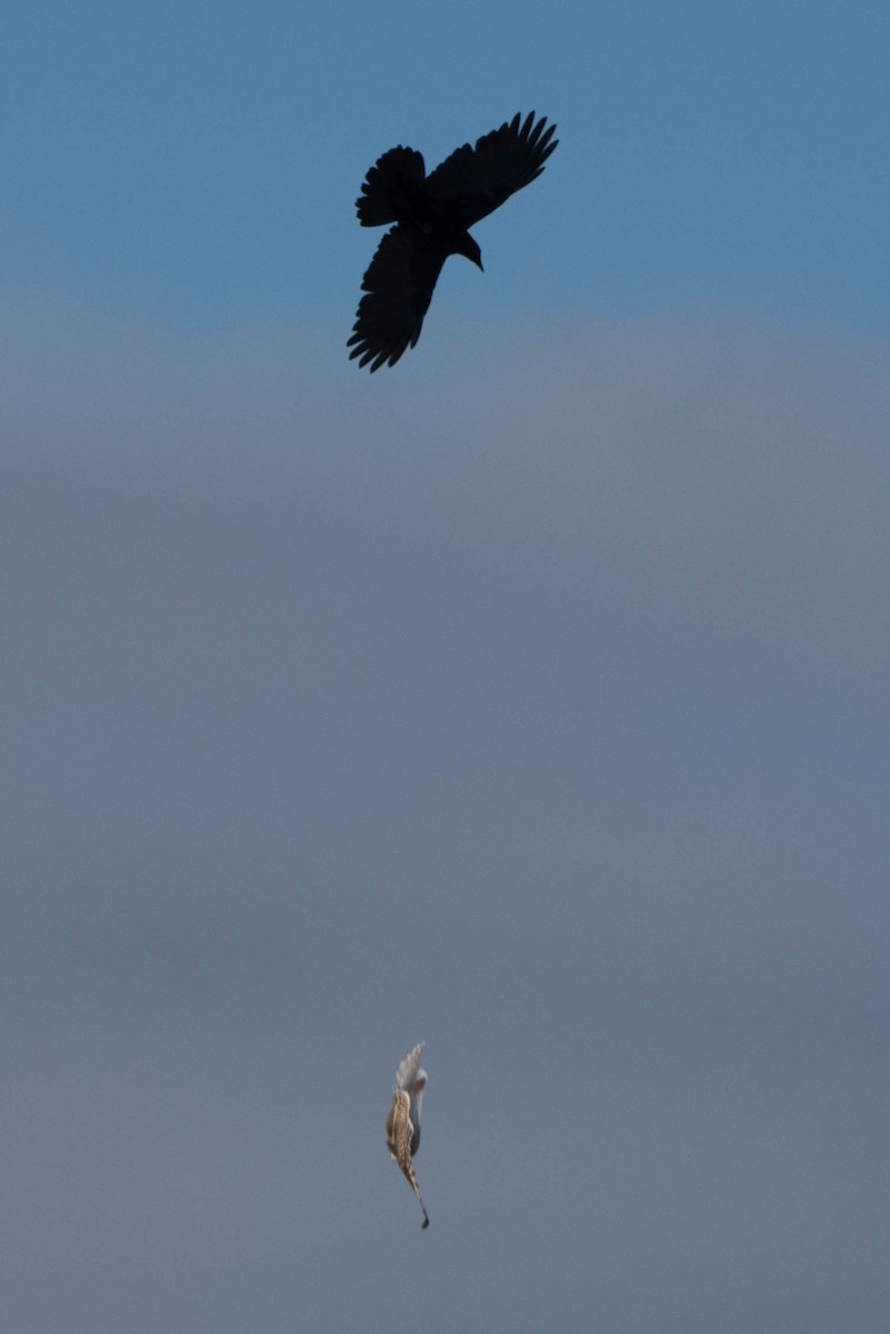 American Crow - ML627878273