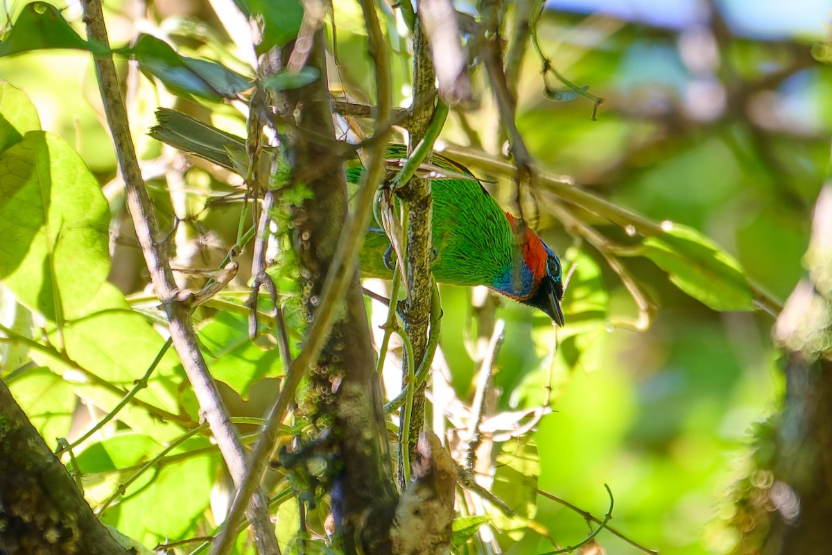 Red-necked Tanager - ML627878281