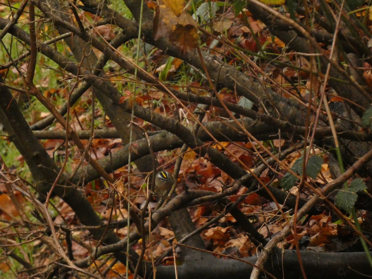 Golden-crowned Kinglet - ML627878283