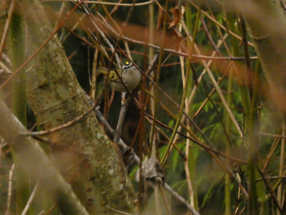 Golden-crowned Kinglet - ML627878284