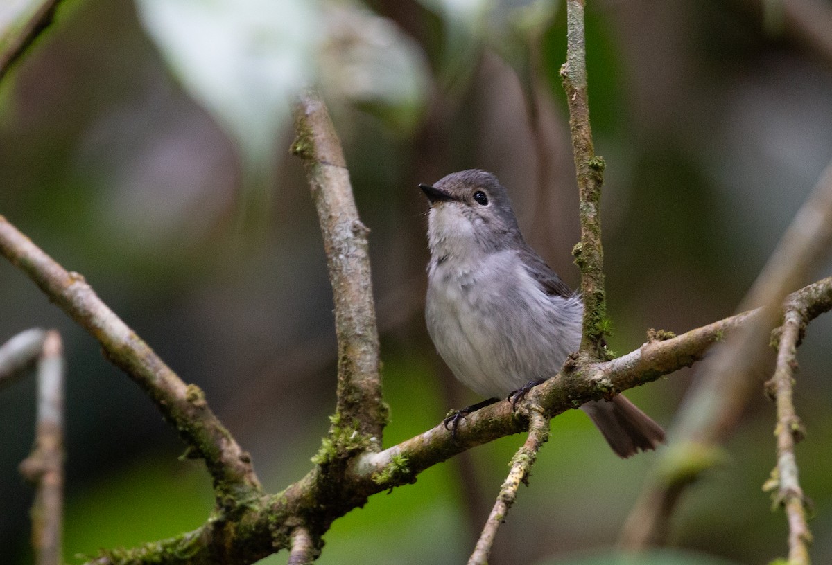 Little Pied Flycatcher - ML627878355