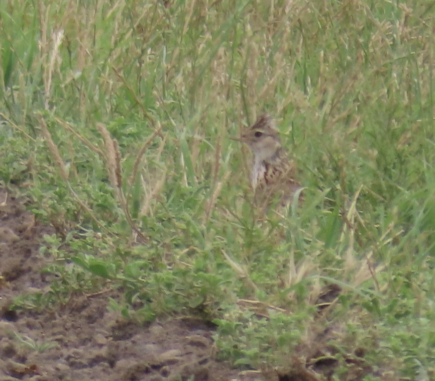 Australian Pipit - ML627878477