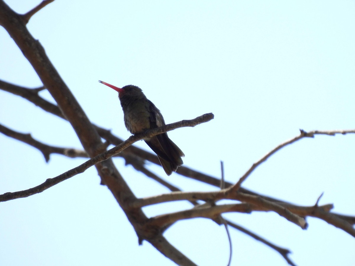 Bronz Safir - ML627878552