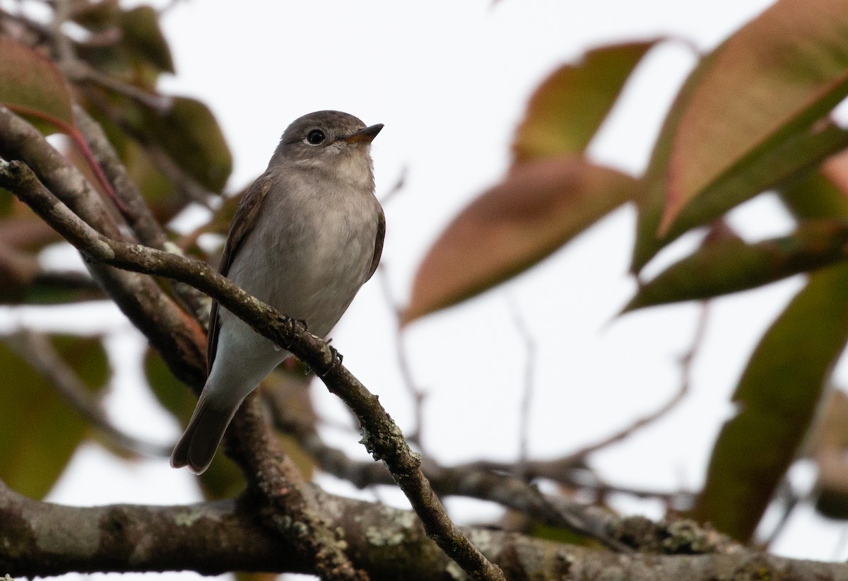 Asian Brown Flycatcher (Northern) - ML627878602