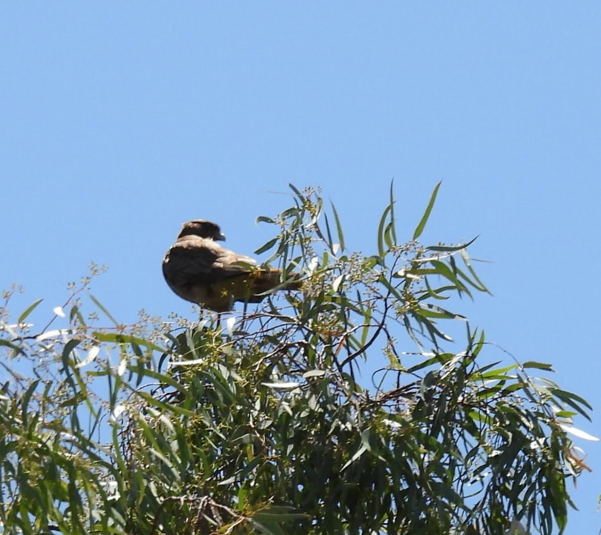 Chimango Caracara - ML627878664