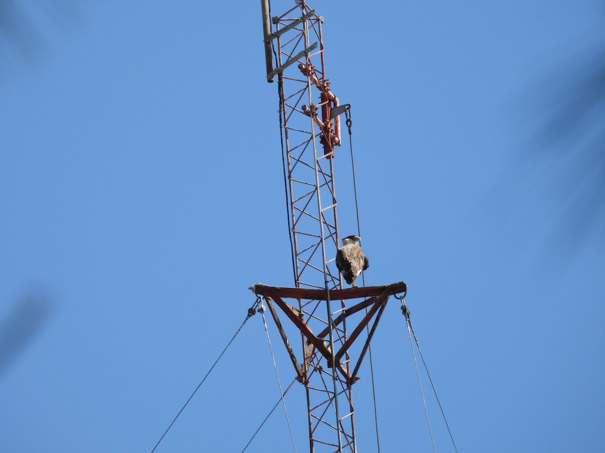 Crested Caracara - ML627878711