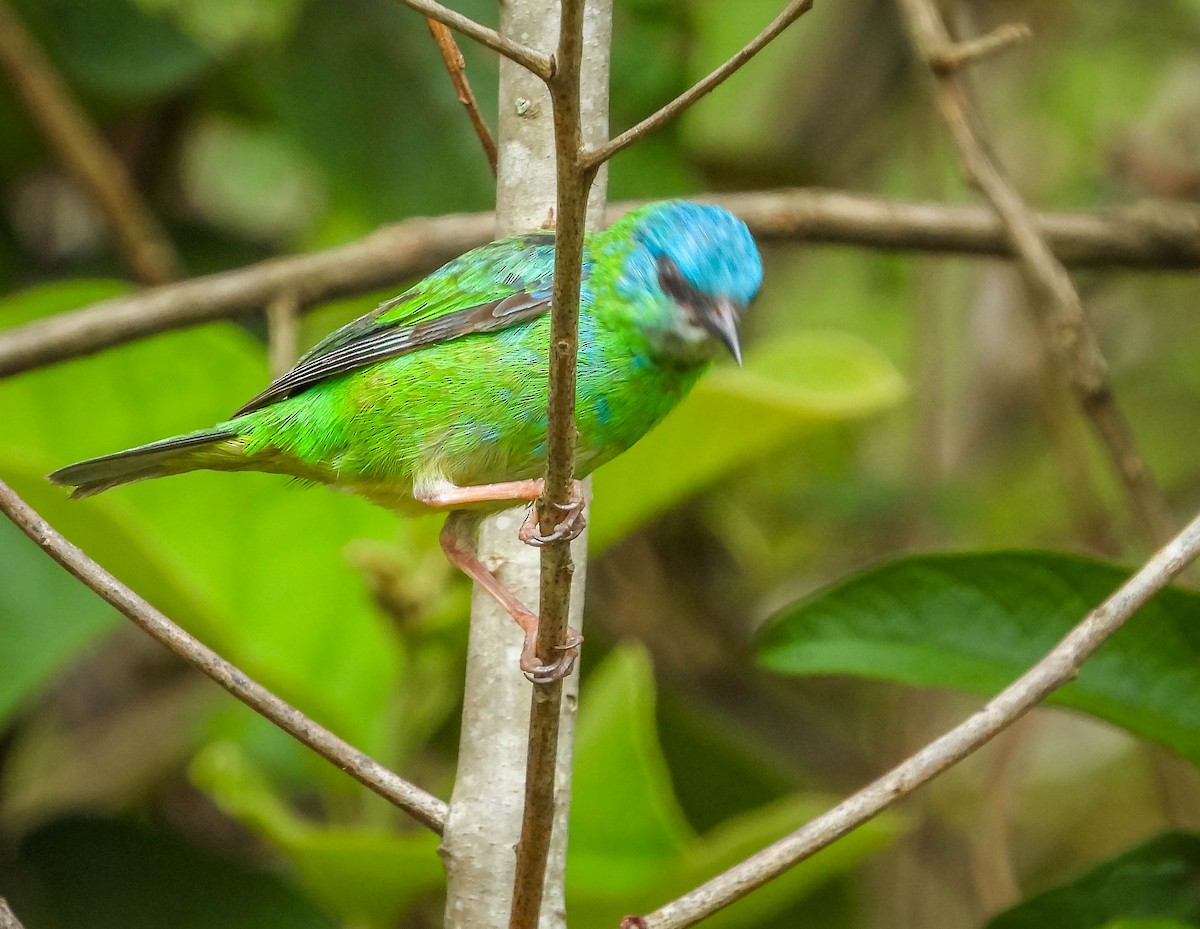 Blue Dacnis - ML627878725