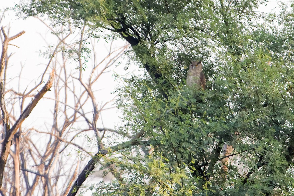 Dusky Eagle-Owl - ML627878737
