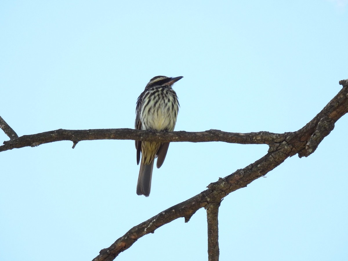 Streaked Flycatcher - ML627878747