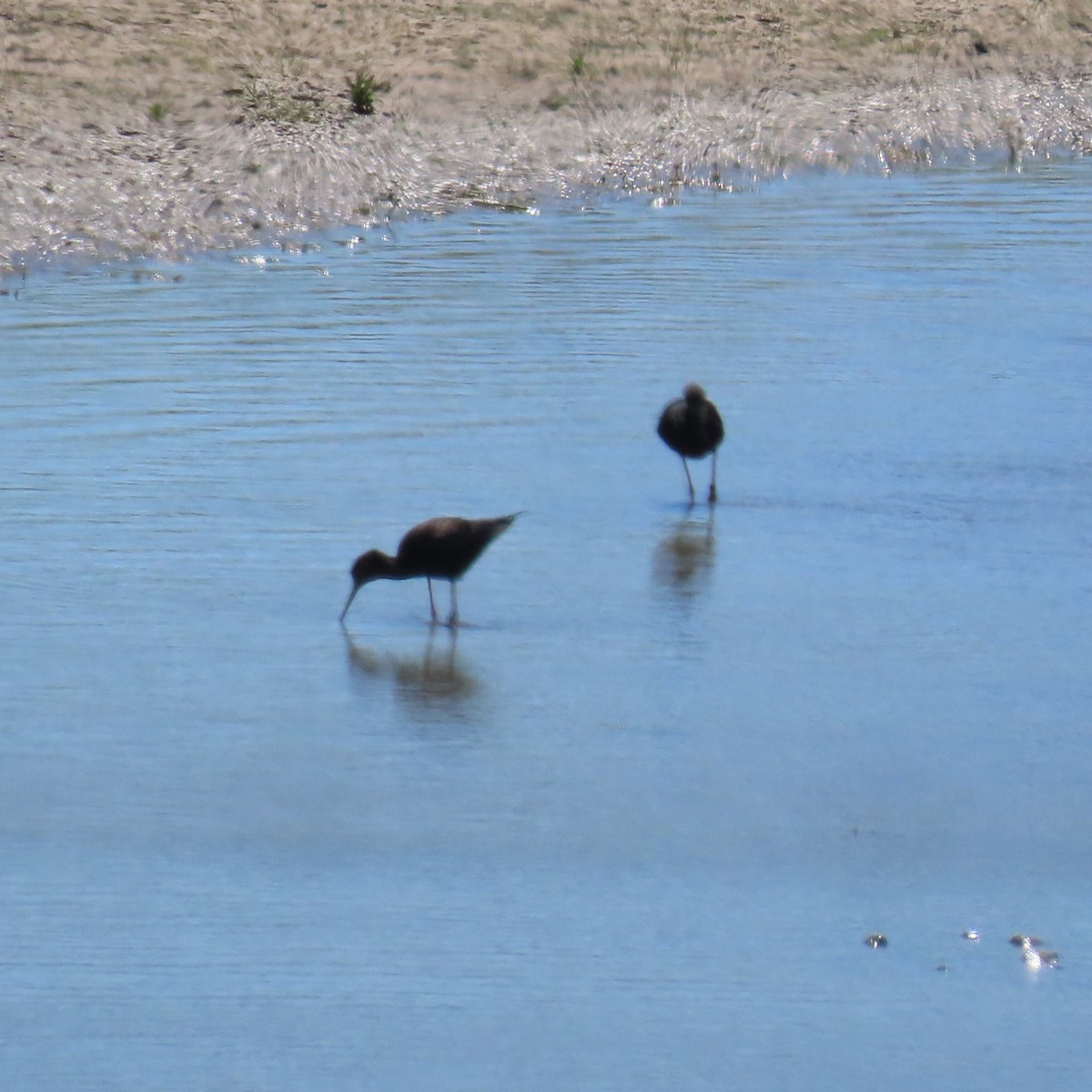 Black Stilt - ML627878751