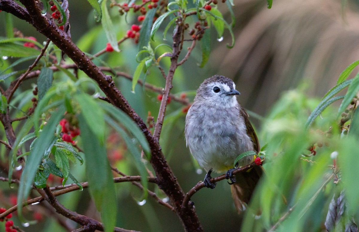 Pale-faced Bulbul - ML627878789