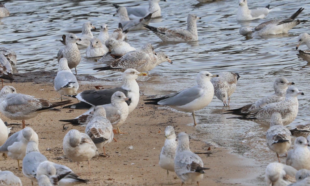 Lesser Black-backed Gull - ML627878794