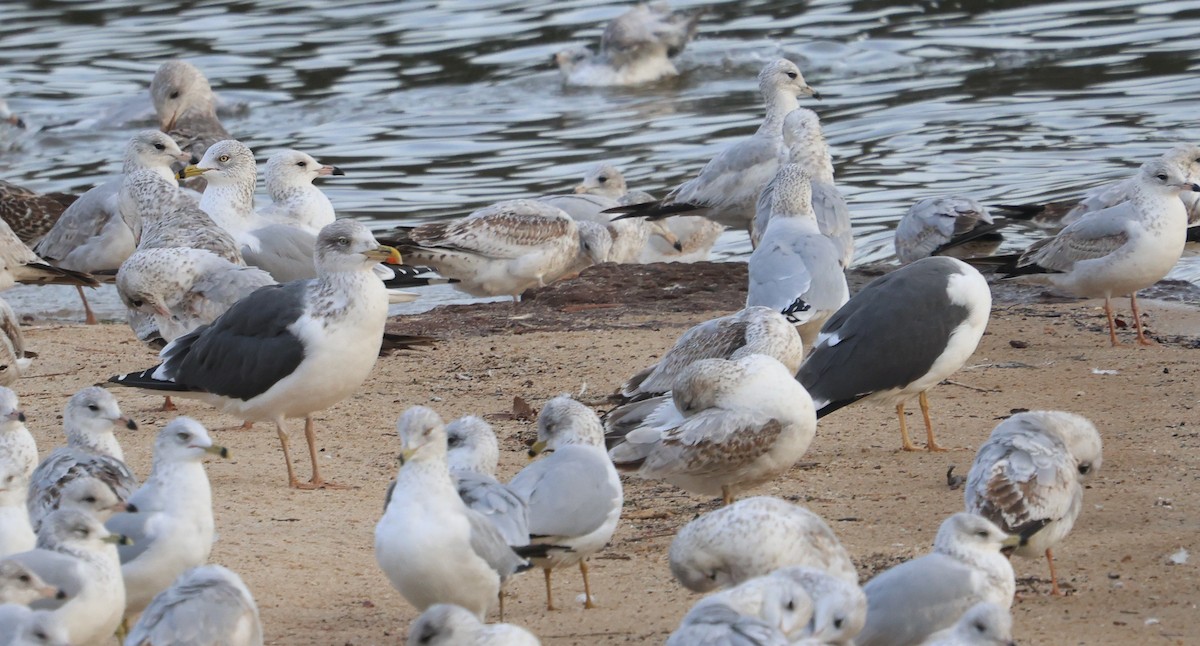 Lesser Black-backed Gull - ML627878795