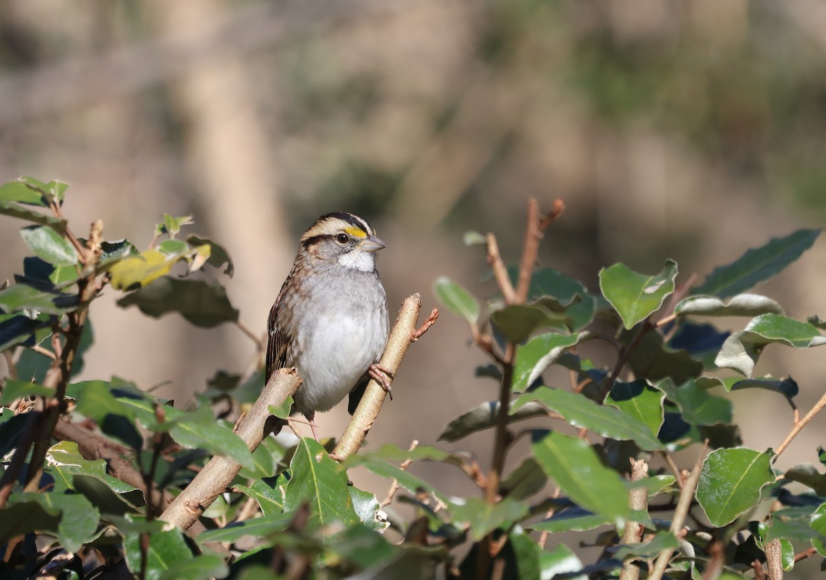 White-throated Sparrow - ML627878839