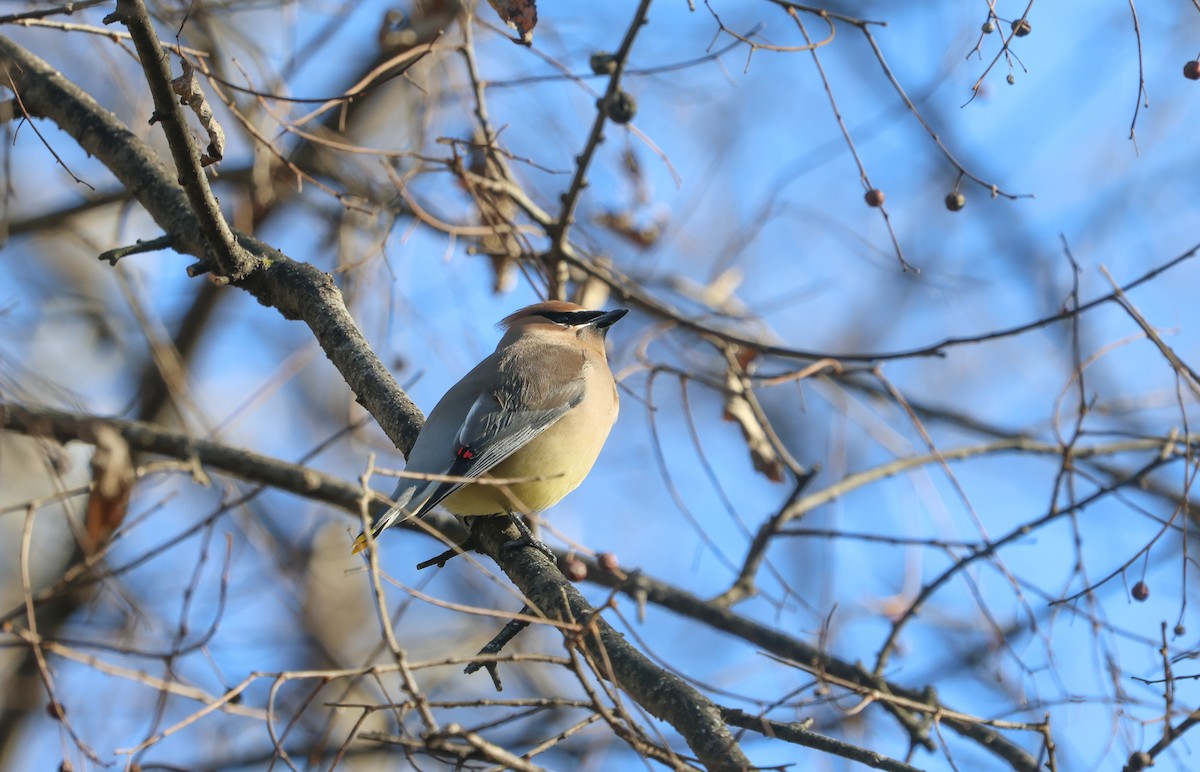 Cedar Waxwing - ML627878841
