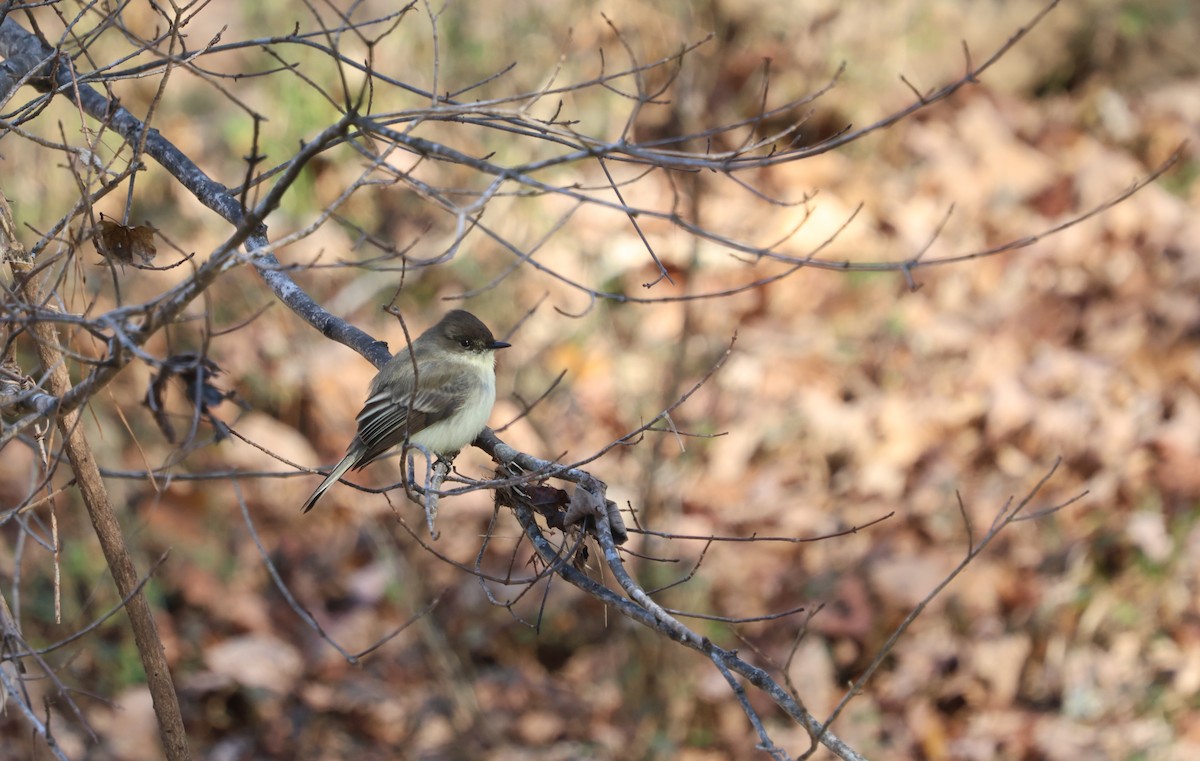 Eastern Phoebe - ML627878843