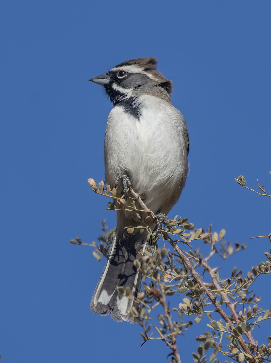 Black-throated Sparrow - ML627878853