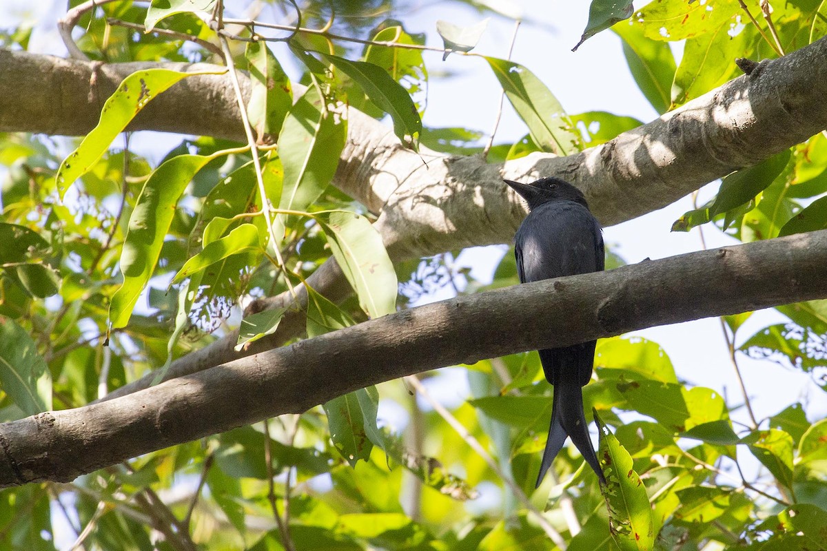 Ashy Drongo - ML627878878