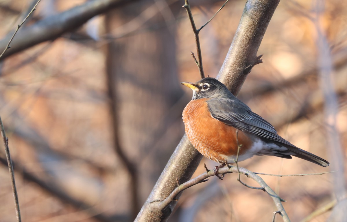 American Robin - ML627878961