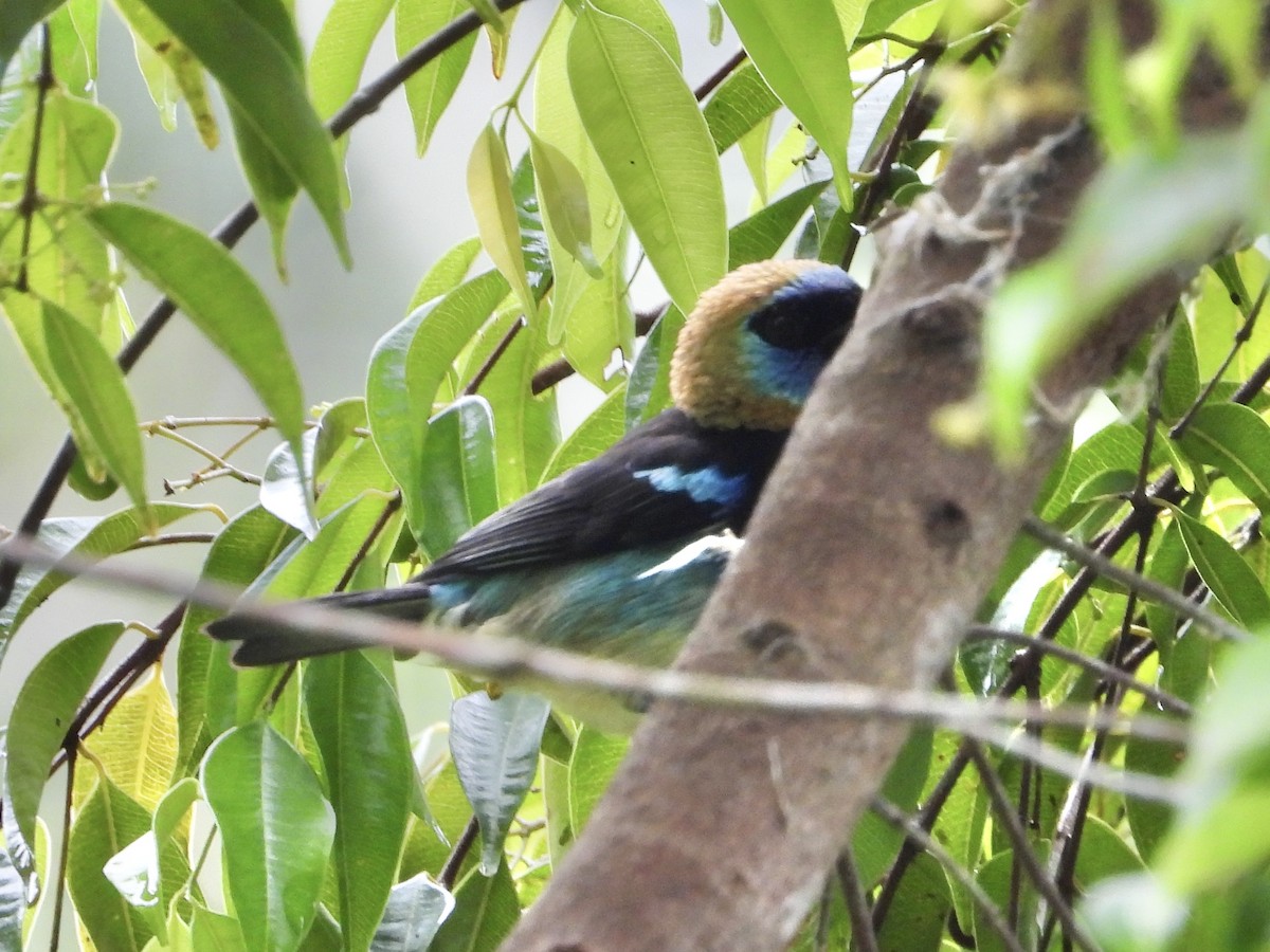 Golden-hooded Tanager - ML627878978