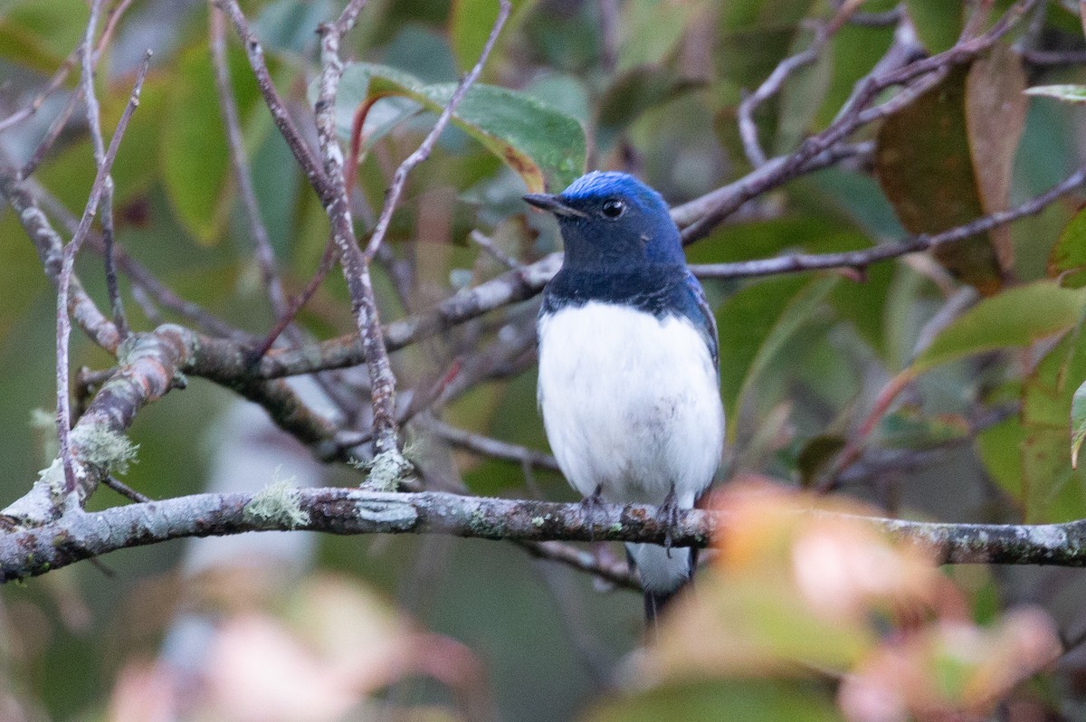 Blue-and-white Flycatcher - ML627879025