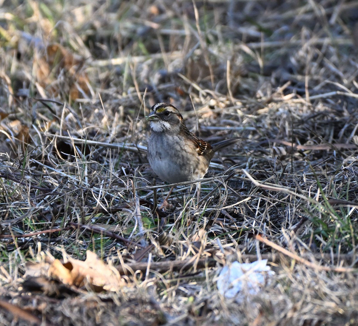 White-throated Sparrow - ML627879055