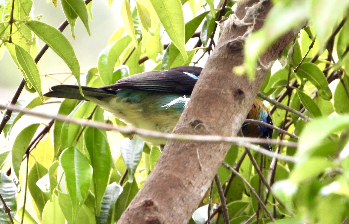 Golden-hooded Tanager - ML627879067