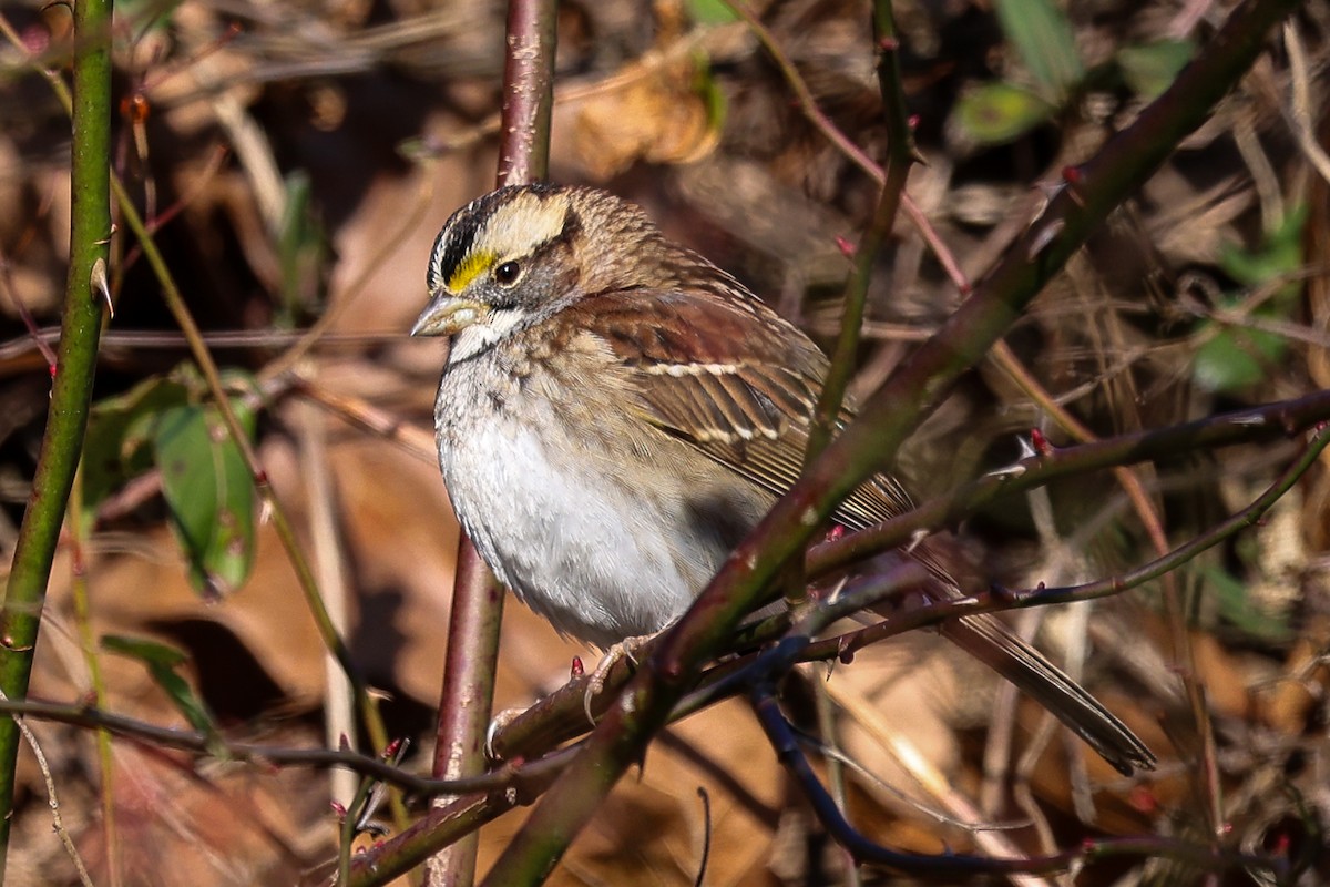 White-throated Sparrow - ML627879114