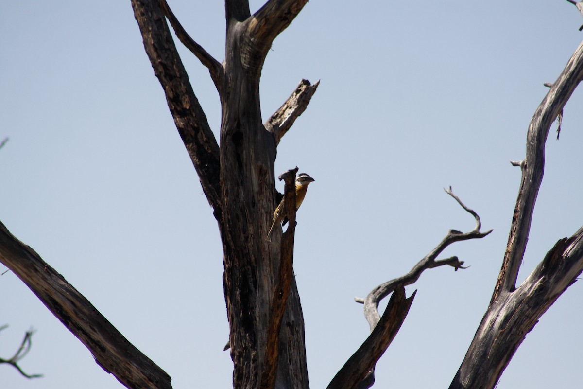 Black-headed Grosbeak - ML627879241