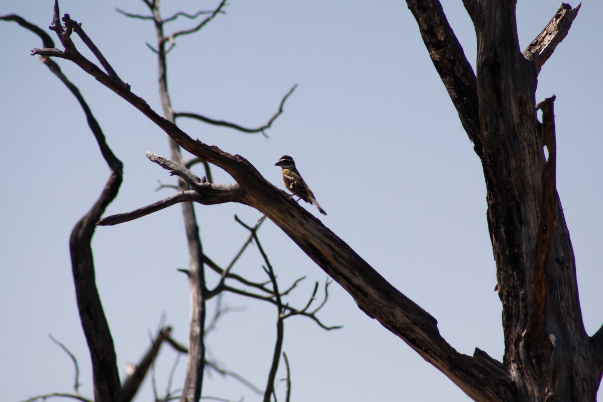 Black-headed Grosbeak - ML627879242