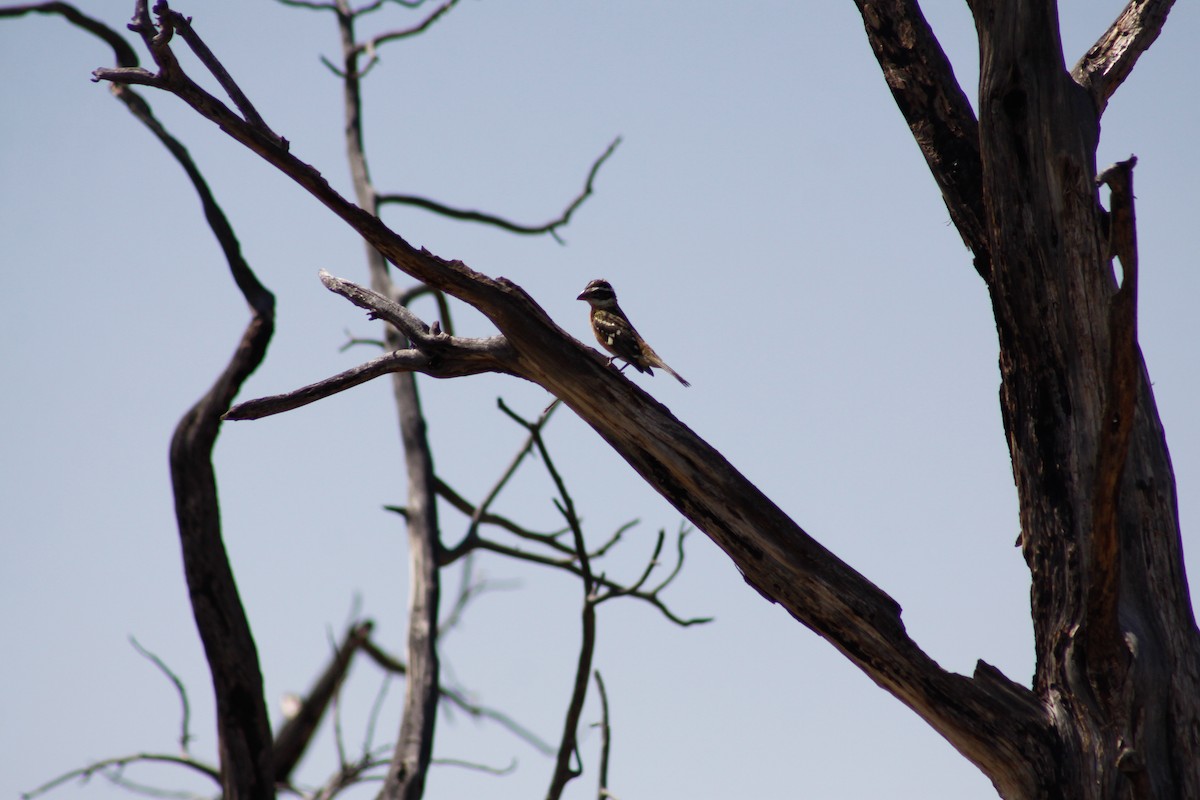 Black-headed Grosbeak - ML627879243