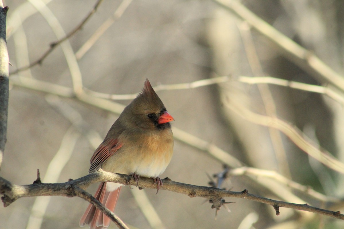 Northern Cardinal - ML627879249