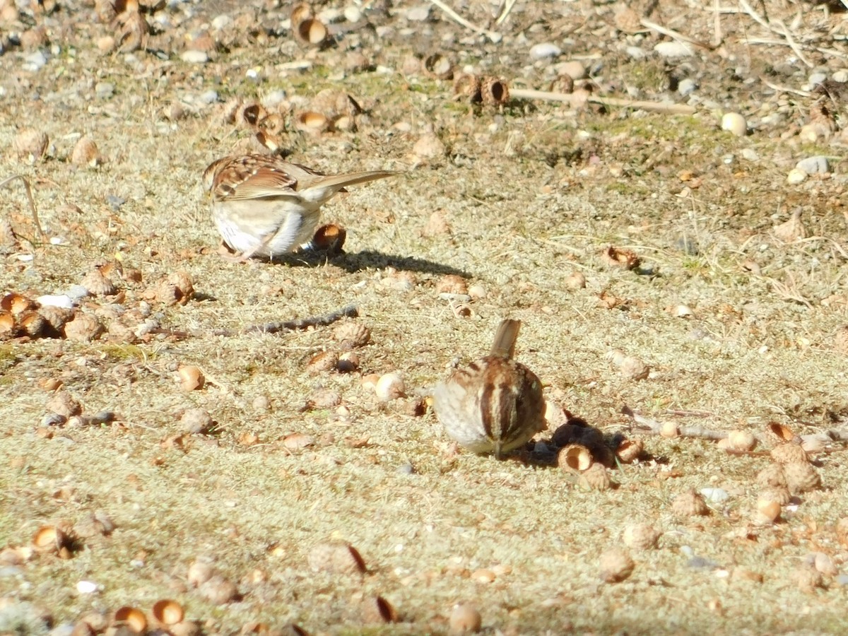 White-throated Sparrow - ML627879259